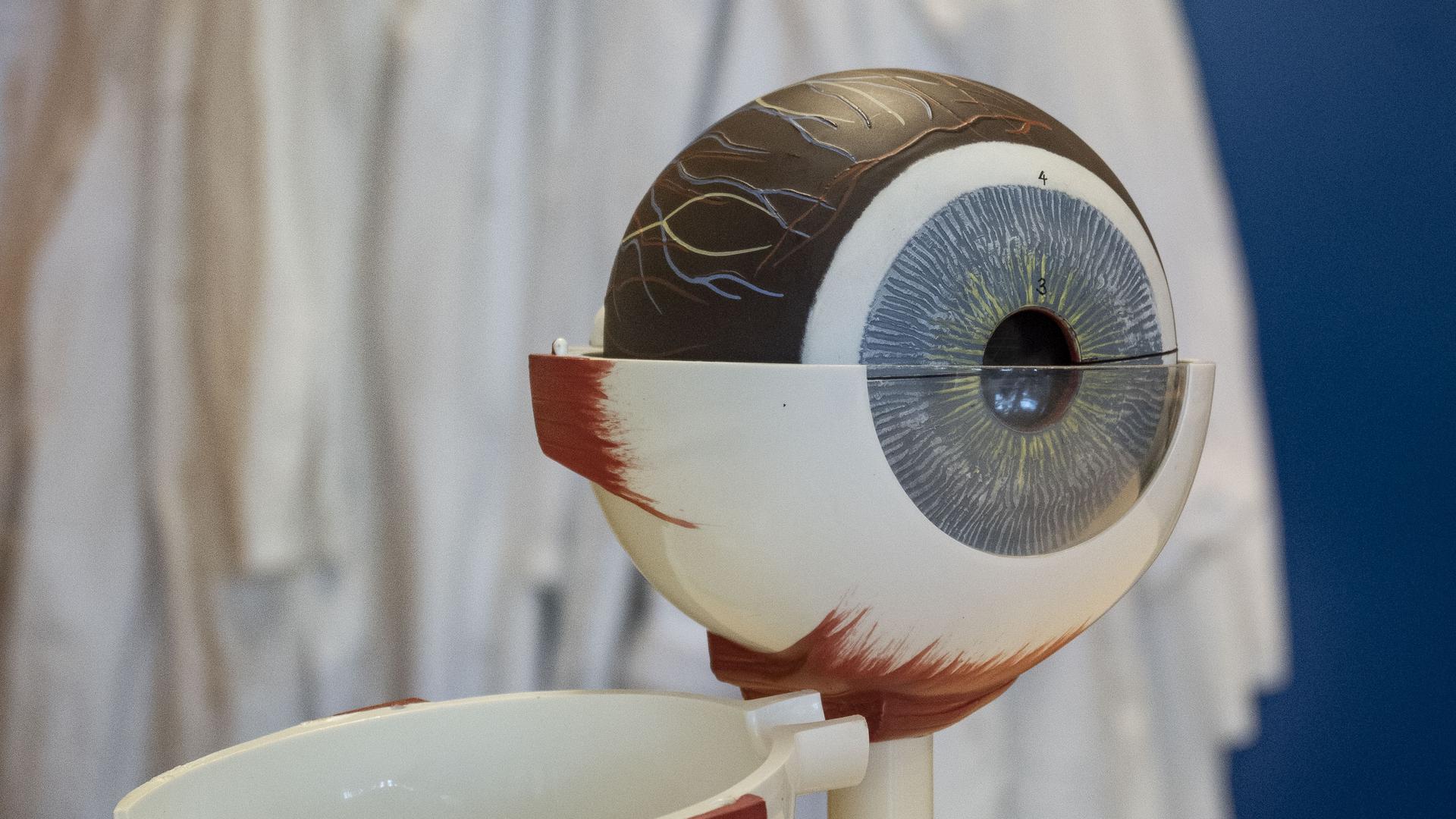 Modell av öga i plast i en labbsal.